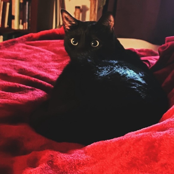 Meet your Posher, Alexandrea - Picture 7 of 7